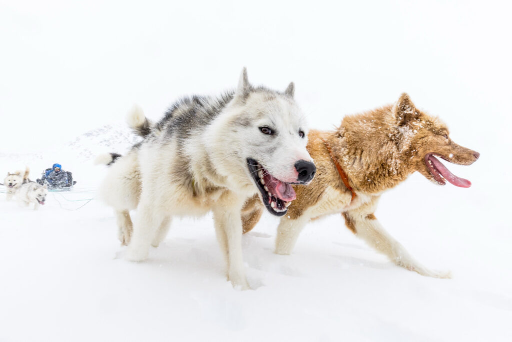 Bild im Querformat Hier sieht man ein Hundeschlitten-Team mitten in einer weißen Schneewüste.
Vorn im Bild rennen zwei Hunde in Großaufnahme, ein grauweißer Husky und ein rotbrauner Hund, mit weit aufgerissenen Mäulern, pinken Zungen und kleinen Eisklümpchen im Fell.
Der Schnee um sie herum ist fast grellweiß, der Horizont verschwindet in einem milchigen Nichts – als gäbe es nur Hunde, Wind und Weite.

Weiter hinten erkennt man den Schlitten mit Musher und den restlichen Hunden, klein und leicht verschwommen, während die beiden Leithunde kraftvoll auf die Kamera zustürmen.