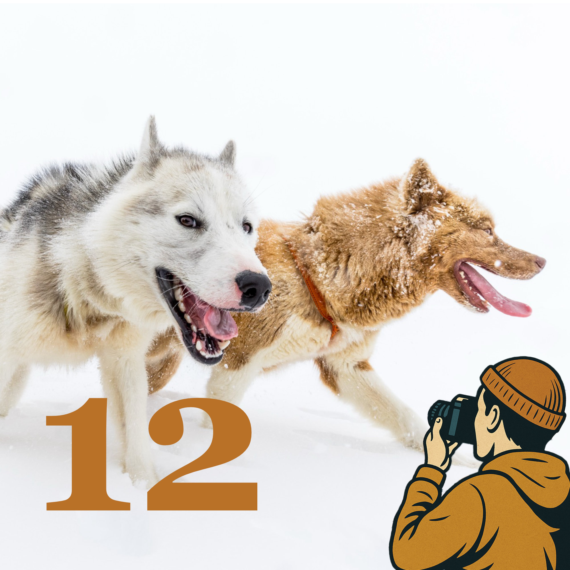 Dia 12 - 'Qimmeq' - Bei den Grönland-Hunden mit Markus Trienke