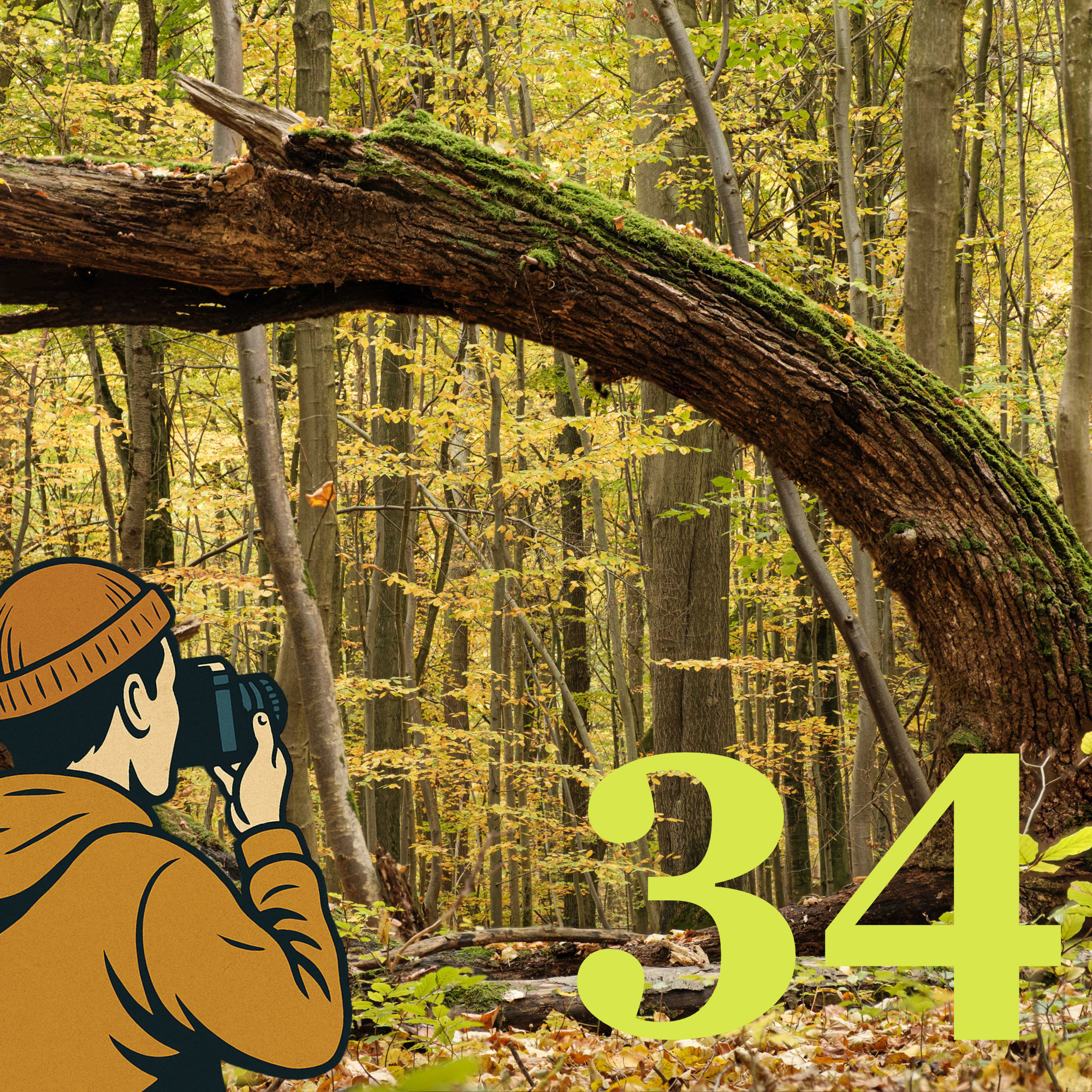 Dia 34 - Unterwegs im Hainich mit Stefan Kuhn