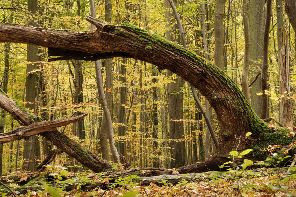 ild im Querformat: Eine Szene die wirkt wie ein magisches Portal in die  Wildnis
Hier sieht man einen umgestürzten Baumstamm der auf dem Foto wie ein natürliches Tor wirkt
Der dicke, moosbedeckte Stamm biegt sich wie ein Bogen über den Waldboden von recht nach links umrahmt von weiteren Ästen.
Der Herbstwald drumherum leuchtet in Gelb- und Orangetönen.
Schlanke Birken und Laubbäume ragen hoch, ihr Laub raschelt in goldenem Licht.
Der Boden ist mit Laub und Moos bedeckt.