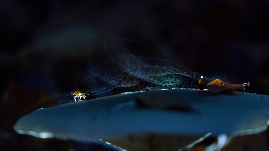 Eine dunkle, fast mystische Szene: Vor einem tiefschwarzen Hintergrund liegt ein Pilz in kühlem Blau im Vordergrund, weich beleuchtet und fast wie eine kleine Bühne in der Nacht. Über ihm steigen feine Sporen wie ein zarter Nebel oder eine Staubwolke in die Luft und ziehen als schimmernder Bogen durch das Bild. Links auf dem Pilz läuft ein winziges Insekt, rechts liegt ein kleines Schneckenhaus oder ein braunes Blattfragment im Licht. Das Bild wirkt still, geheimnisvoll und zugleich voller unsichtbarer Bewegung.